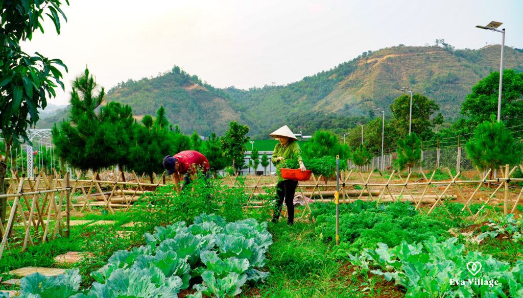 vườn rau sạch